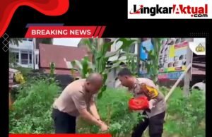 “Panen Perdana, Polsekta Berastagi Tunjukkan Komitmen Ketahanan Pangan Manfaatkan Lahan Pekarangan”