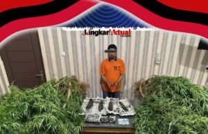 Penggerebekan Berujung ke Perladangan Ganja : Dua Petani Diciduk Polisi Di Desa Lingga