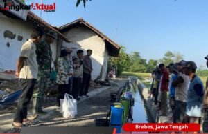 Kendalikan Populasi, Babinsa Jatibarang Dampingi Petani Semprot Hama Wereng Coklat
