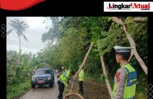 Pohon Tumbang di Jalan Pelud Binaka, Satlantas Polres Nias Lakukan Pengaturan Lalulintas