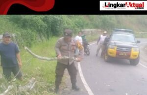 Cuaca Ekstrem, Polsek Tigabinanga Evakuasi Pohon Tumbang yang Halangi Jalan