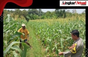 Ketahanan Pangan, Bhabinkamtibmas Polsek Cibatu Sambang Ke Petani Jagung