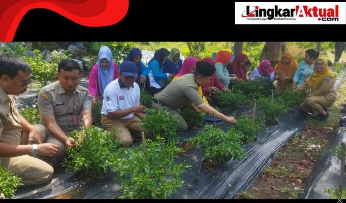 Kegiatan Panen Raya dan Penanaman di Pulau Tidung Kecil: Wujud Ketahanan Pangan Kepulauan Seribu