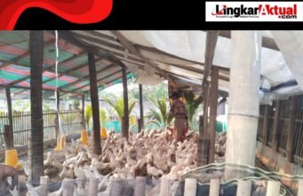 Warga Kp. Cambay Desa Jatibaru Keluhkan Adanya Kandang Bebek di Tengah Permukiman, Bau Menyengat Menggangu Merusak Lingkungan