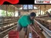 Sempat Sulit Terjual, Kini Seluruh Telur Peternak Ayam Ini Terserap Berkat MBG