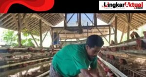 Sempat Sulit Terjual, Kini Seluruh Telur Peternak Ayam Ini Terserap Berkat MBG