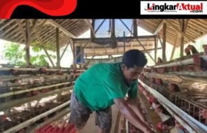 Sempat Sulit Terjual, Kini Seluruh Telur Peternak Ayam Ini Terserap Berkat MBG