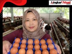 Hak Warga di Sekitar Kandang Ayam: Lingkungan Sehat Sama Pentingnya dengan Harga Telur