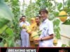 Bangun Green House Melon Premium, CSR Yutaka Buka Peluang Ekonomi Warga