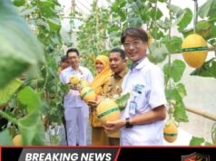 Bangun Green House Melon Premium, CSR Yutaka Buka Peluang Ekonomi Warga