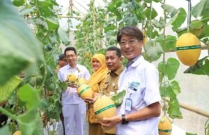 Bangun Green House Melon Premium, CSR Yutaka Buka Peluang Ekonomi Warga