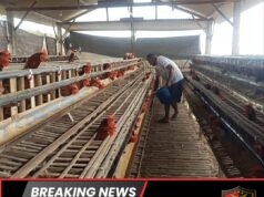 BUMDes Sekar Mulia Desa Kedung Banteng Pilih Usaha Ternak Ayam Petelur, Berharap Dongkrak Perekonomian Warga
