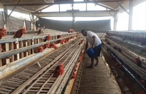 BUMDes Sekar Mulia Desa Kedung Banteng Pilih Usaha Ternak Ayam Petelur, Berharap Dongkrak Perekonomian Warga