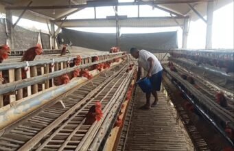 BUMDes Sekar Mulia Desa Kedung Banteng Pilih Usaha Ternak Ayam Petelur, Berharap Dongkrak Perekonomian Warga